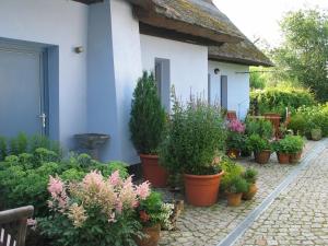 a bunch of potted plants in front of a house at Zum Schwarzen Stiefel- Ferienwohnung Atelierhaus in Liepe