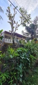 a house with a tree in front of it at Wimala B&B in Bentota