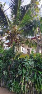 a group of palm trees and bushes in front of a building at Wimala B&B in Bentota