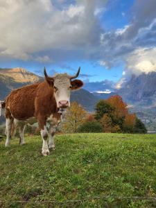 une vache brune et blanche debout dans un champ dans l'établissement Chalet Caroline, à Grindelwald