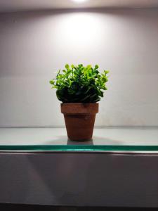 a green plant in a pot sitting on a shelf at Chalkida Hilltop Apartments in Chalkida