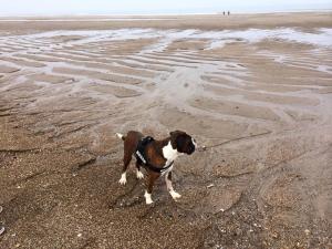 Pet ou pets ficando com hóspedes em Tide Away Anderby Creek