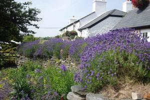 a garden with purple flowers in front of a house at The Elephants Nest Inn in Marytavy