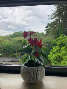 un vase blanc avec des fleurs rouges dans une fenêtre dans l'établissement Kleine Oase in Essen-Süd, à Essen