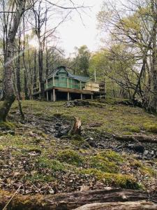 una casa verde en medio de un bosque en Tree Top Cabin with log burner & private hot tub, en Barmouth