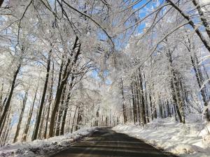 Un camino en un bosque nevado con árboles cubiertos de nieve. en Apartment Weißer Burgunder, en Bad Sachsa