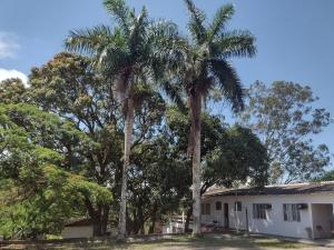 two palm trees in front of a house at Pousada Jardins in Macaé