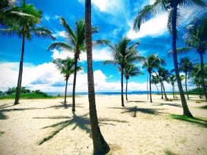 a group of palm trees on a sandy beach at Casa Amarela na Praia de Guaibim-Taquari in Guaibim