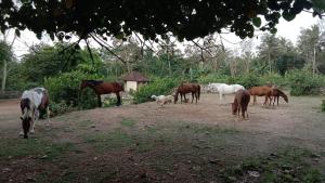 Billede fra billedgalleriet på Havana Horses Lodge i Tingkirtengah