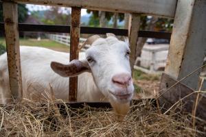 a white goat is looking through a fence at U Maerim Chiangmai - อยู่แม่ริม เชียงใหม่ in Mae Rim