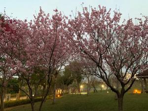 吾室 外面的花园