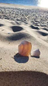 two seashells on the sand on a beach at Smilties apartamentai in Juodkrantė