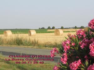 un champ de balles de foin dans un champ de fleurs roses dans l'établissement Chambre D'hôtes La Basse Gougeonnière, à Neuvy-en-Mauges