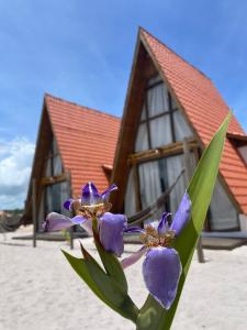 a purple flower in front of a house at Vila Pahú - Caraíva in Caraíva