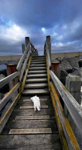 un gato blanco está caminando por un puente de madera en Seascape Camber Sands Holiday Let, en Camber