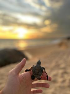 een persoon met een kleine schildpad op het strand bij Shine Wave Turtle Beach in Tangalle