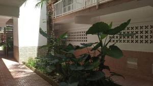 una planta en un patio junto a un edificio en BELLAMAR 25 en Cambrils