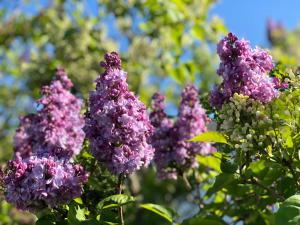 Κήπος έξω από το Amsel Appartements - Geruhsam, Sonnig & Zentral - 3-Zimmer-Apartment