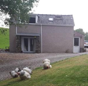 quatro bichos de peluche deitados na relva em frente a uma casa em Tudor Cottage, Newby Bridge em Ulverston