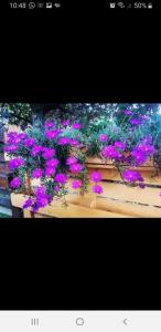 un montón de flores púrpuras en una planta en Baita La Stradella en Serravalle