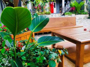 una panchina di legno seduta accanto a un mucchio di piante di Casa Los Madriz Suite #2 a San Isidro de El General