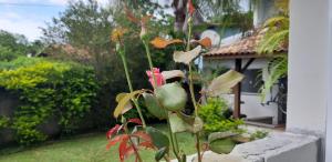 a plant with pink flowers in front of a house at Aconchego em Floripa in Florianópolis