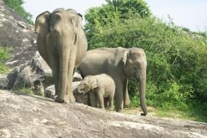 dos elefantes adultos y un elefante bebé de pie en una colina en White House Udawalawe, en Udawalawe