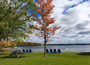 a tree in the grass next to a lake with chairs at Muskoka Ski Chalet in Huntsville