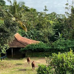 Billede fra billedgalleriet på Havana Horses Lodge i Tingkirtengah + 21 billeder