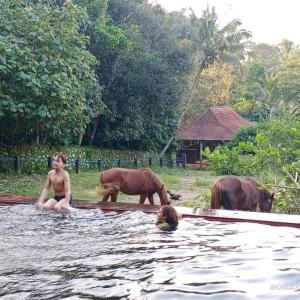 Billede fra billedgalleriet på Havana Horses Lodge i Tingkirtengah