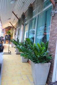 una fila de plantas en macetas sentadas fuera de una tienda en Spa Guest House, en Jomtien Beach