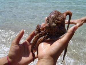 eine Person, die ein Stück ofustedustedearch hochhält in der Unterkunft Elia - Studios Amorgos - near the sea in Aegiali
