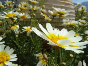 Eine weiße und gelbe Blume in einem Blumenfeld in der Unterkunft Elia - Studios Amorgos - near the sea in Aegiali