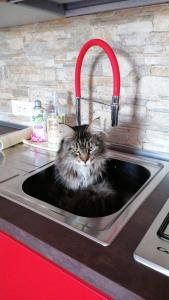 a cat sitting in a kitchen sink at al porticciolo in Trieste