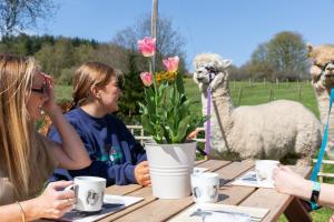 Un groupe de personnes assises à une table avec un lama dans l'établissement South Barlogan Farm, à Bridge of Weir