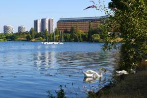 twee zwanen zwemmen in een meer in een stad bij The City Nest - Duke Housing in Créteil