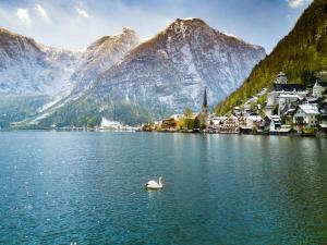 um cisne a nadar num lago em frente às montanhas em Dachstein Apartments em Obertraun