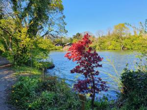 uma árvore com folhas vermelhas ao lado de um rio em Willow Lodge 13 Hot Tub em York