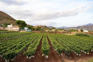un campo di viti con montagne sullo sfondo di Villa Molinos a Novelda