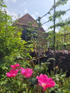 due fiori rosa di fronte a una casa di Studio Nok bij Den Bosch a Den Dungen