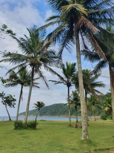 a group of palm trees on a grass field at Pé na Areia Sons do Mar in Guarujá