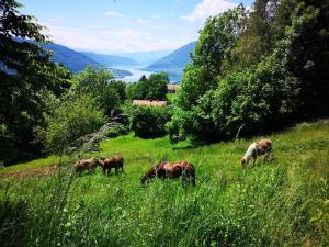a group of horses grazing in a field of grass at Appartement Lake View in Steindorf am Ossiacher See