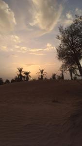 a group of palm trees in the desert at Mhamid camp activités in Mhamid