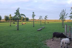 un grupo de animales que pastan en un campo de hierba en De Nachtdijk, en Wijk bij Duurstede