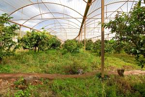 A garden outside Finca Tropical