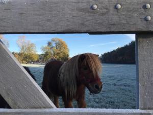 Tiere im Bed & Breakfast oder in der Nähe