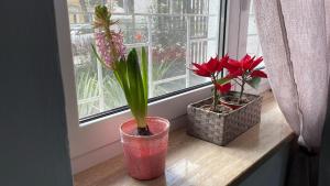 three potted plants sitting on a window sill at Suite Europa in San Vito dei Normanni +5 photos