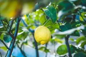 un limón amarillo colgando de una rama de árbol en Eco lodge Carbonaccio en Chiatra