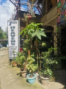 a group of potted plants in front of a building at 7th Heaven Lodge and Cafe in Banaue