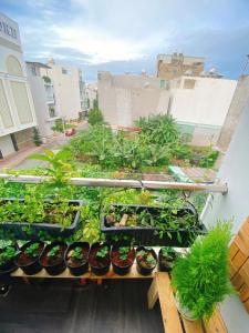 eine Gruppe von Pflanzen in Töpfen auf einem Regal in der Unterkunft O Vững's Homestay in Vũng Tàu